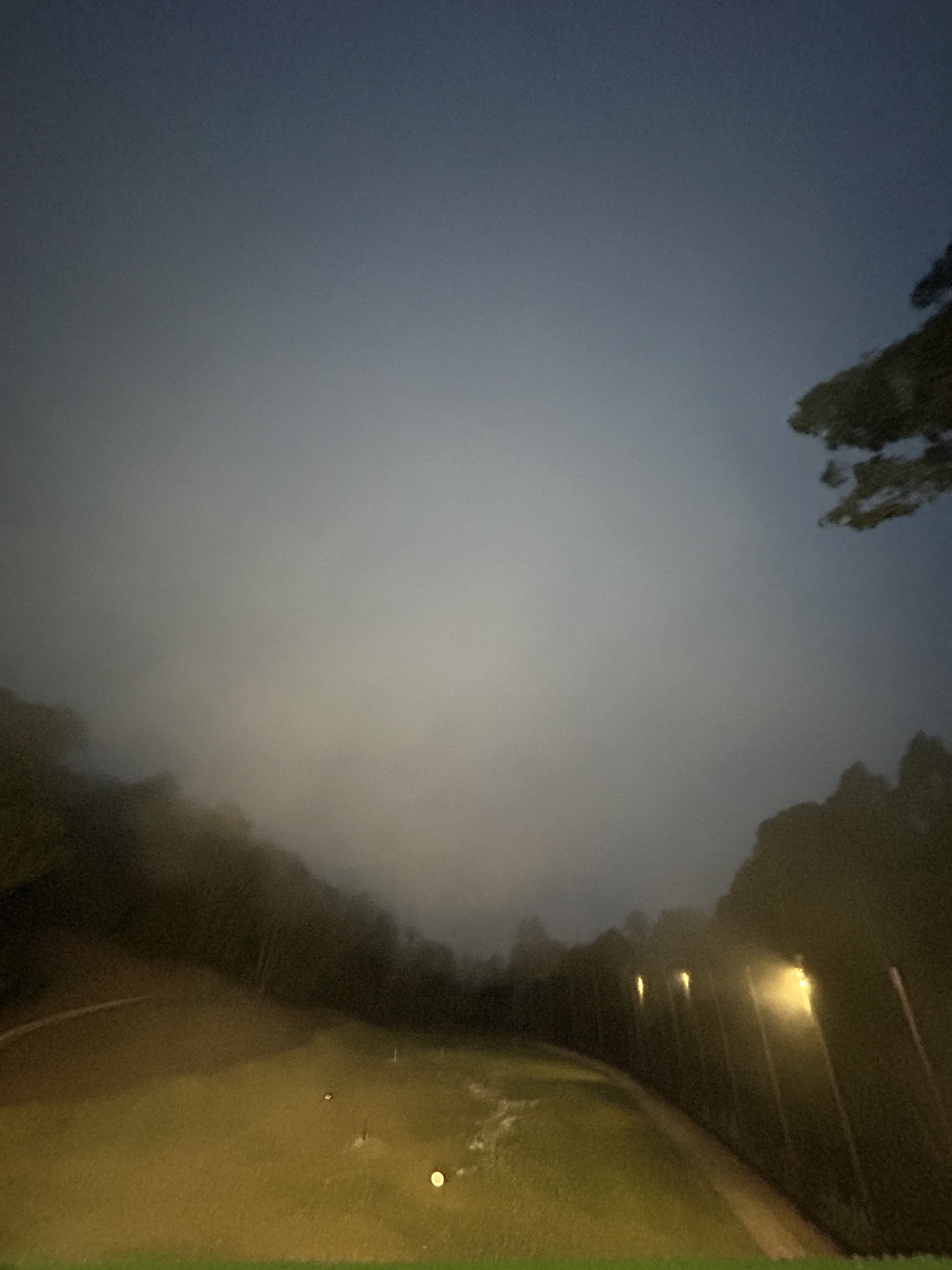 Foggy Tilden Park